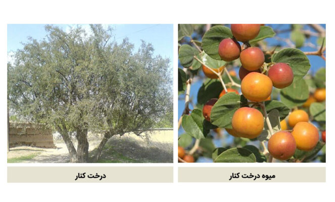 تصویر درخت کنار و میوه درخت کنار