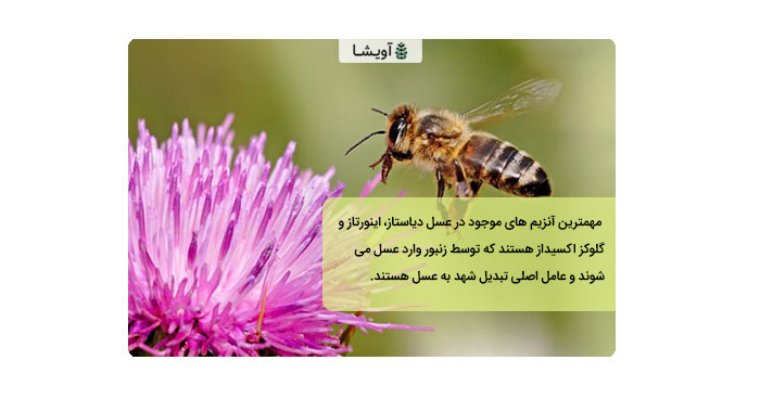 تصویر زنبور عسل روی گل