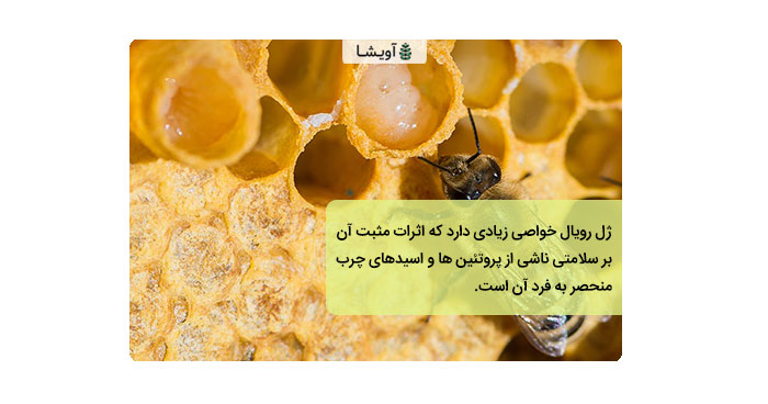 تصویر از زنبور در حال خوردن ژل رویال